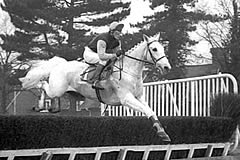 Desert Orchid