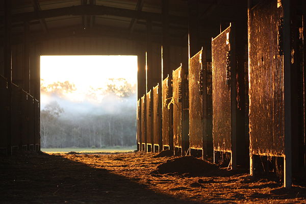 racehorse stables