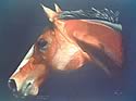 Equine Art by Jacqueline Price