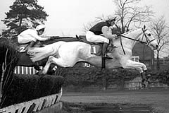 Desert Orchid