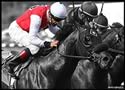 Thoroughbred Horse Racing