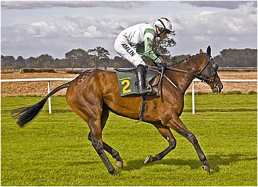 Horse In Action by Paolo Camera, on Flickr