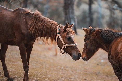 Horses