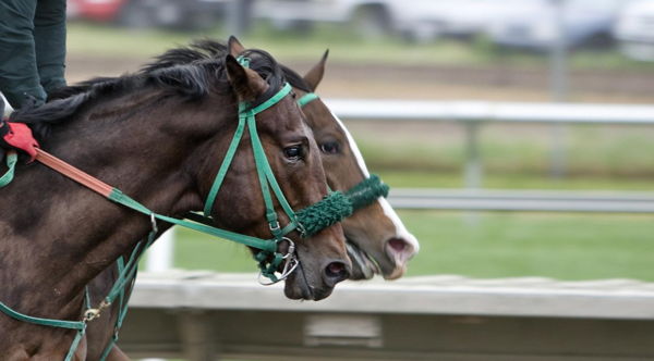 horse race