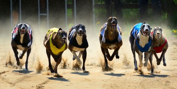 Greyhound racing