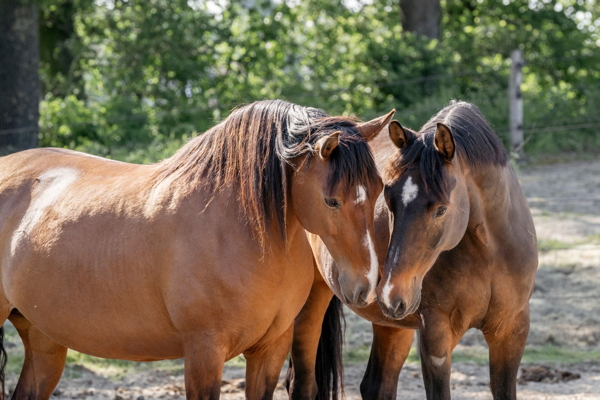 horse language