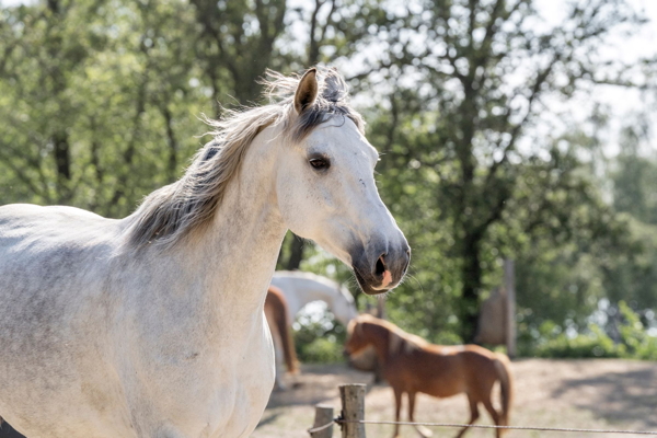 Equine Language