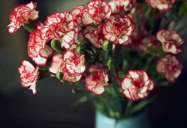 carnations