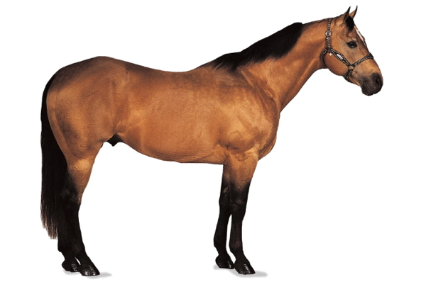 American Quarter Horse