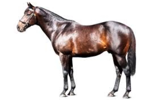 Australian Thoroughbred