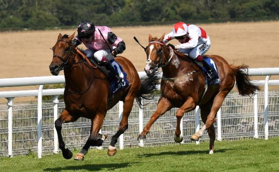 Most Bet on Horse Races